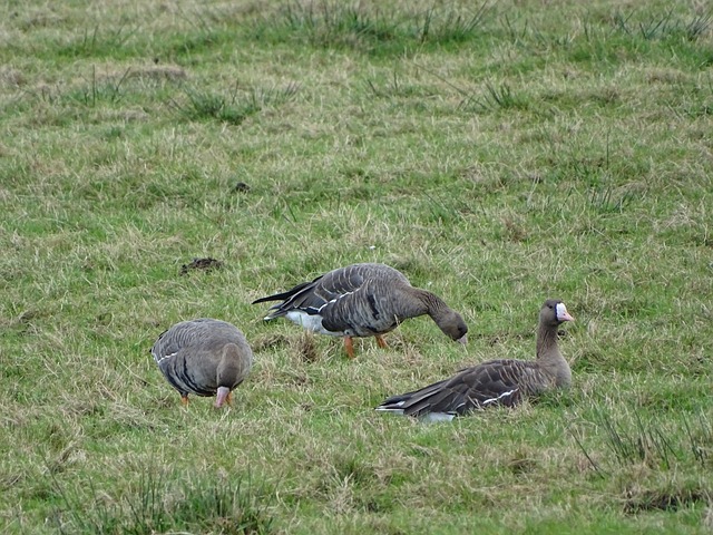 德蒙特斯 德蒙特斯