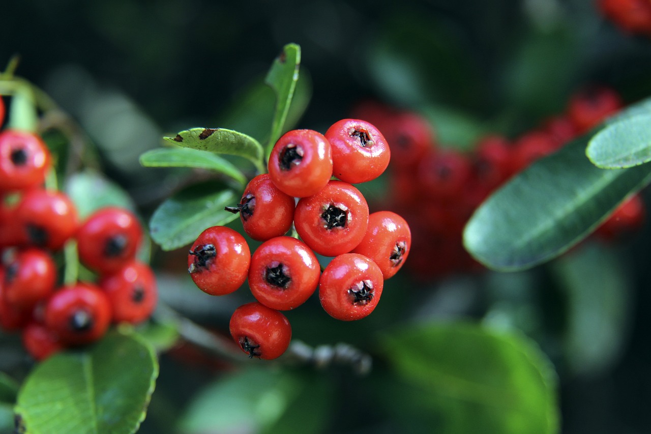 望成為安菲 望成為安菲